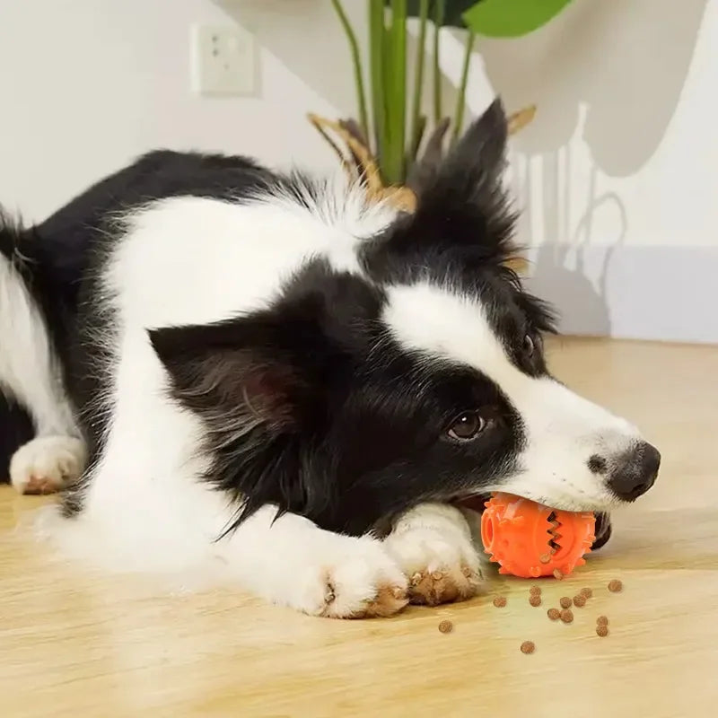 Interaktiver Hundeball zur Zahnreinigung – robust und langlebig